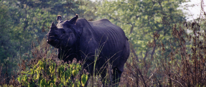 Royal Chitwan National Park